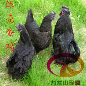 贵州绿壳蛋鸡苗，贵阳，遵义，凯里，六盘水绿壳蛋鸡苗批发
