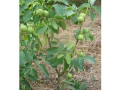 柿子苗/山西柿子苗/品种柿子苗/柿子苗基地价格最低出售