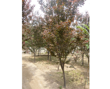 瑞景供应大量紫叶李