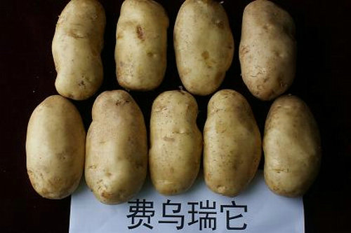 中原土豆种子价格沙漠土豆种子种植技术土豆种子价格土豆种子销售