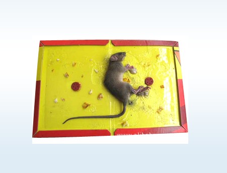 供应粘鼠板，捕鼠器，捕鼠工具