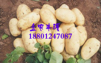 土豆种子销售基地
