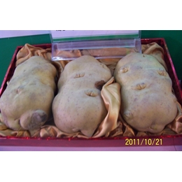 基地土豆种子夏波蒂高产土豆种植技术种子的方法