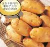 土豆种子马铃薯种子价格土豆种子种植方法种植技术