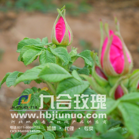 批发阿胶供应阿胶保健品
