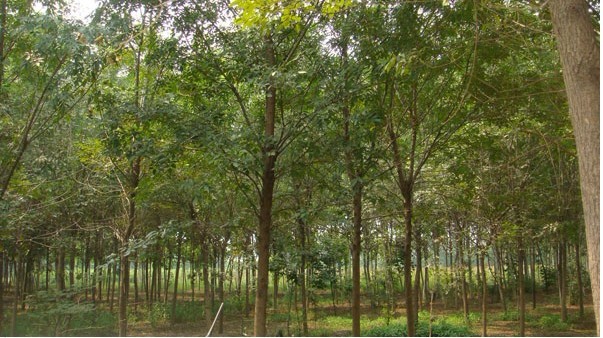 法桐也需要看病，园林专家请给法桐挂挂吊瓶吧