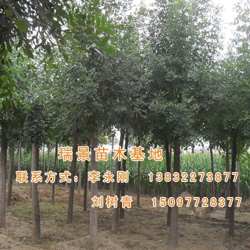 白蜡-瑞景苗木基地长期供应