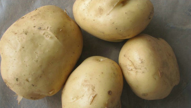 脱毒土豆种子早大白的供应