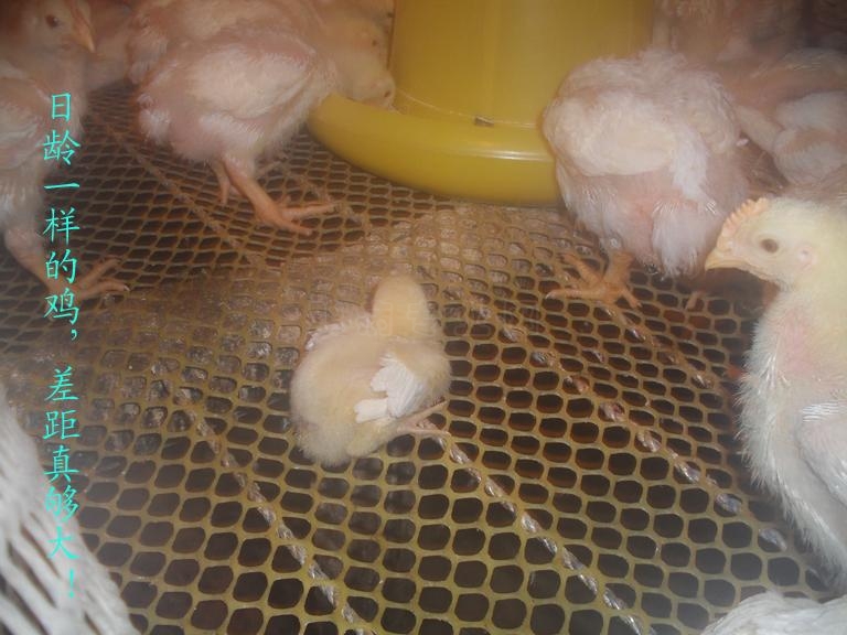 鸡舍塑料网中孔2米宽纯料11.5元/公斤