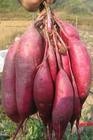供应紫薯种子紫罗兰