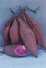 一级紫薯种子日本紫薯王