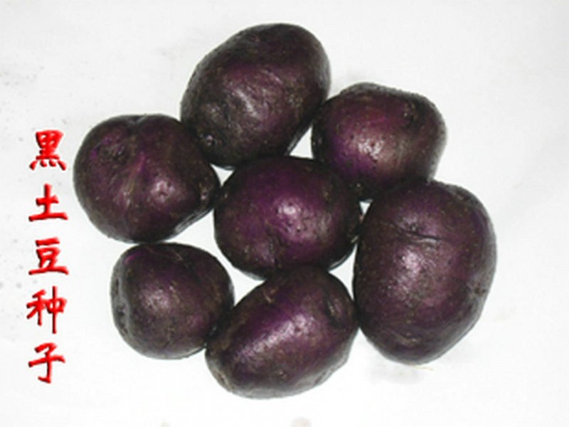 供应紫土豆种子