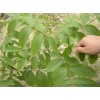低价批发核桃成品苗/实生苗/柿子苗/花椒苗/国槐苗