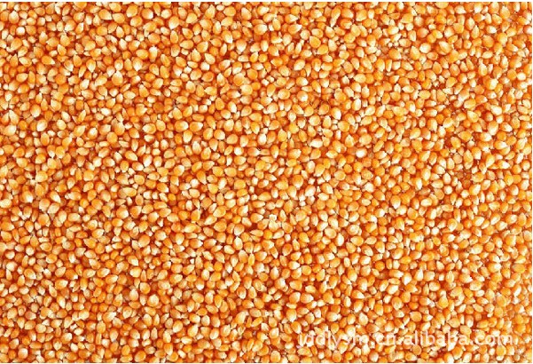 大型养殖场求购小麦麸皮玉米碎米