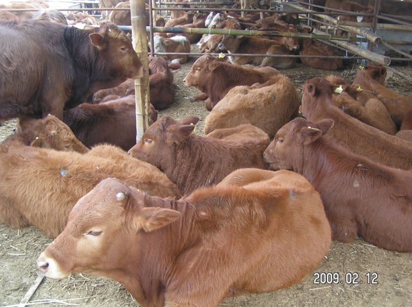 鄂州肉牛养殖场供应肉牛犊价格