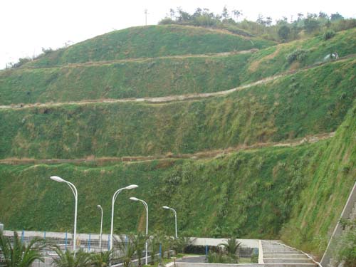 供应湖南草种长沙草种株洲草种湘潭草种衡阳草种护坡草种