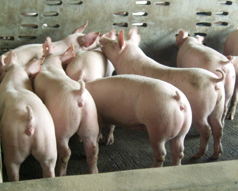 强达母猪养殖仔猪价格行情小猪价格