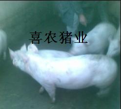 供纯种二元母猪