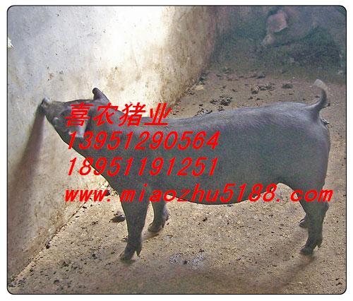供苏太母猪