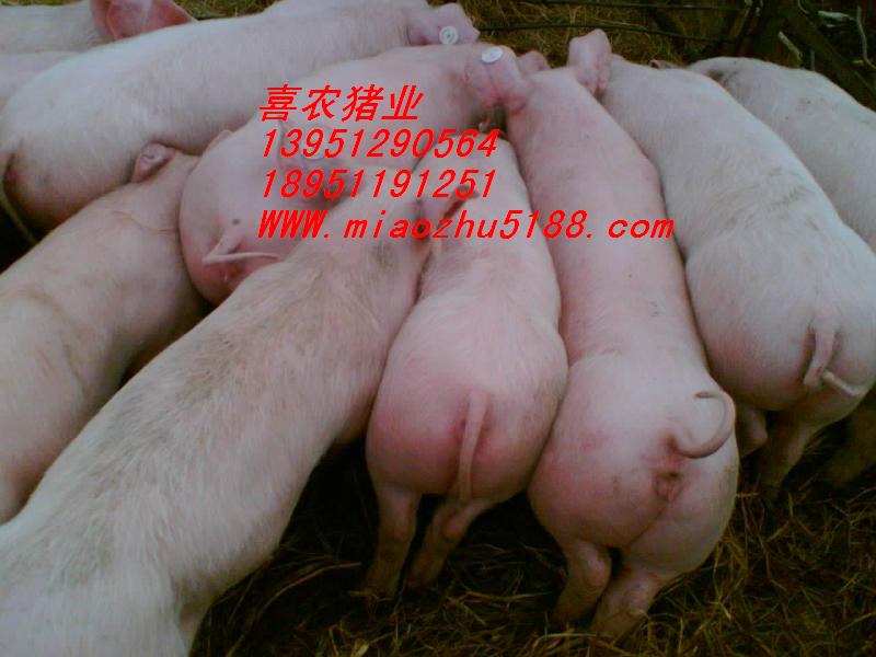 供15-100斤小猪苗瘦肉型