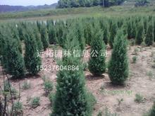 金丝柳价格