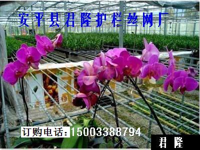 批发各种优质苗床网 大棚苗床网 热镀锌苗床网