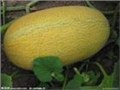 陕西大荔哈密瓜基地，陕西大荔哈密瓜价格，大荔哈密瓜基地