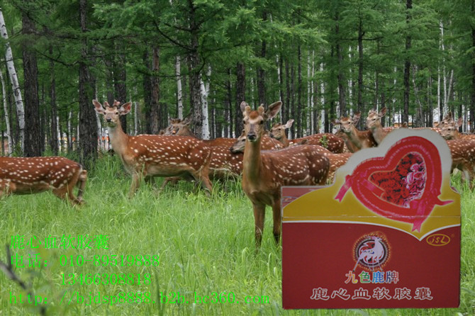 增进记忆力，增强抵抗力 鹿心血软胶囊