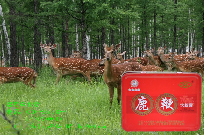 享生享道享生活，大兴安岭特产鹿鞭软胶囊