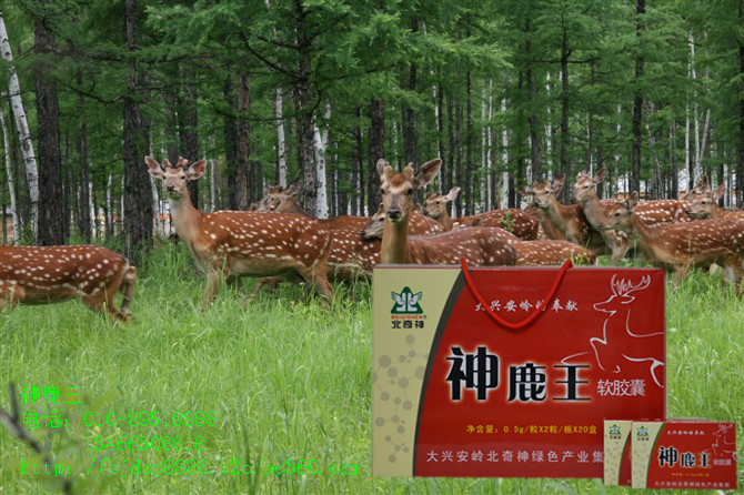 神鹿王大兴安岭特产男人 满足你。