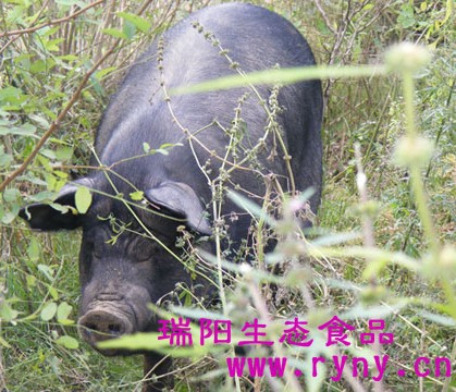 郑州高山散养黑土猪肉