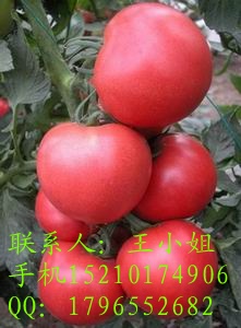 番茄种子|番茄种子价格|西红柿种子|最好的西红柿种子|番茄