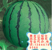 黑龙江西瓜