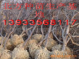 占地葡萄苗