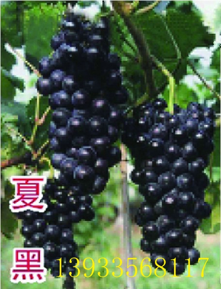 夏黑葡萄苗