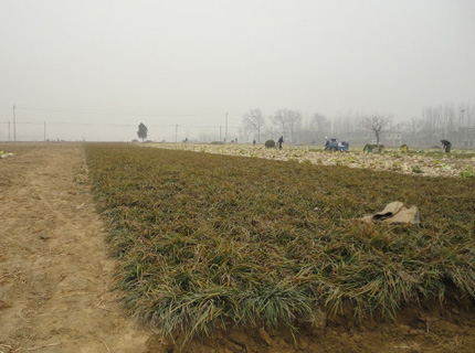 产地大量批发麦冬草/江苏麦冬草/常州麦冬草