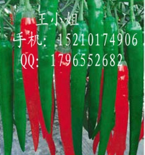 辣椒种子|辣椒种子怎么种|辣椒种子多少钱一斤|辣椒种子网