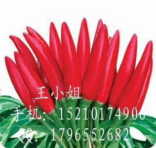 辣椒种子|辣椒种子多少钱一斤|北京辣椒种子公司|朝天椒种子