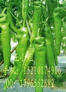 辣椒种子|辣椒种子怎么种|最好的辣椒种子|金牛角辣椒种子