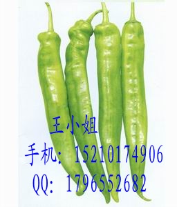 辣椒种子|安徽辣椒种子|最好的辣椒种子|进口辣椒种子