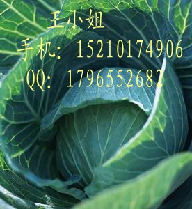 甘蓝种子|紫甘蓝种子|最好的甘蓝种子|紫甘蓝种子哪里有卖