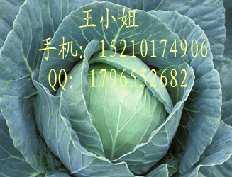 甘蓝种子|紫甘蓝|羽衣甘蓝种子|日本希望甘蓝种子