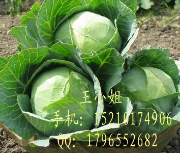 甘蓝种子|紫甘蓝种子|紫甘蓝种子哪里有卖|甘蓝种子公司