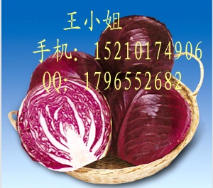 紫甘蓝种子|甘蓝种子价格|紫甘蓝种子价格|进口甘蓝种子