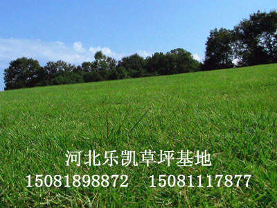 乐凯草坪，为您解决钱的问题