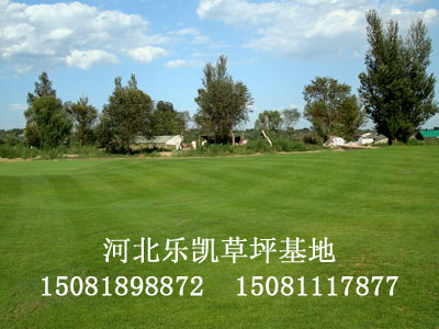 高尔夫草坪，让娱乐无极限