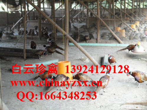 长期供应江西山鸡苗，山鸡苗价格每天更新，价格透明