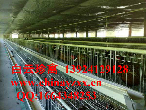 安徽山鸡苗场大量批发优质山鸡苗，质量最佳，全国配送