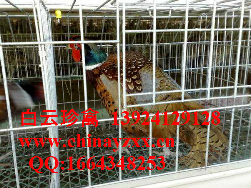 专业山鸡苗场直销浙江山鸡苗，浙江山鸡养殖信息，山鸡苗价格行情