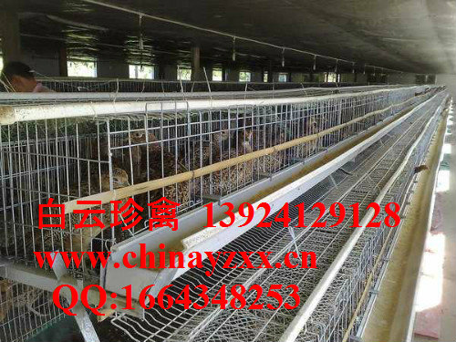全国最大的山鸡苗出场地，广东山鸡苗批发，厂家直销，价格便宜
